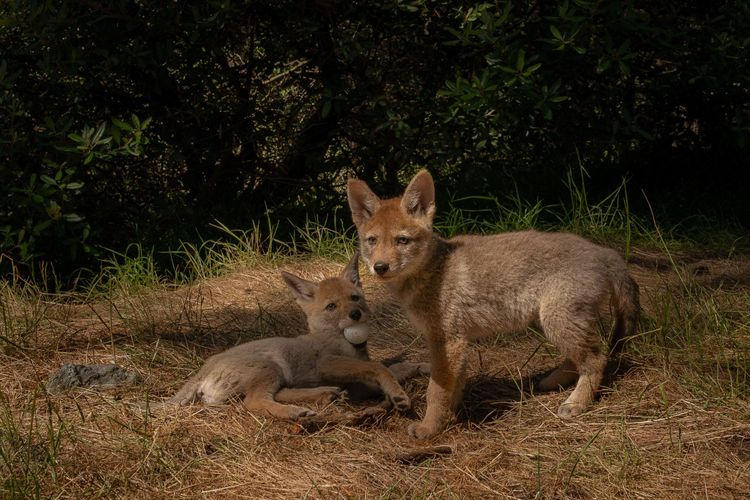 A podcast conversation with photographer Loren Elliott: Coyotes of